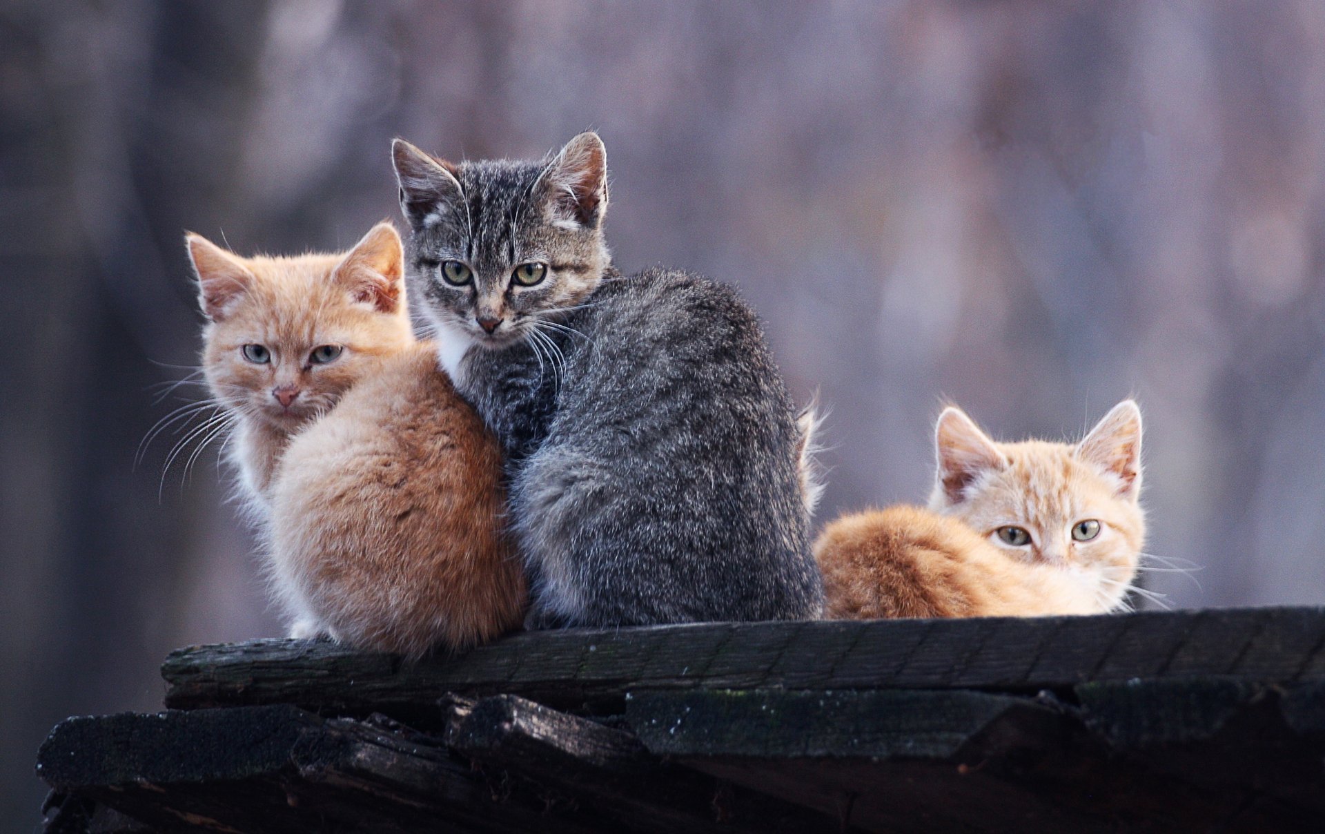 chats chatons roux gris