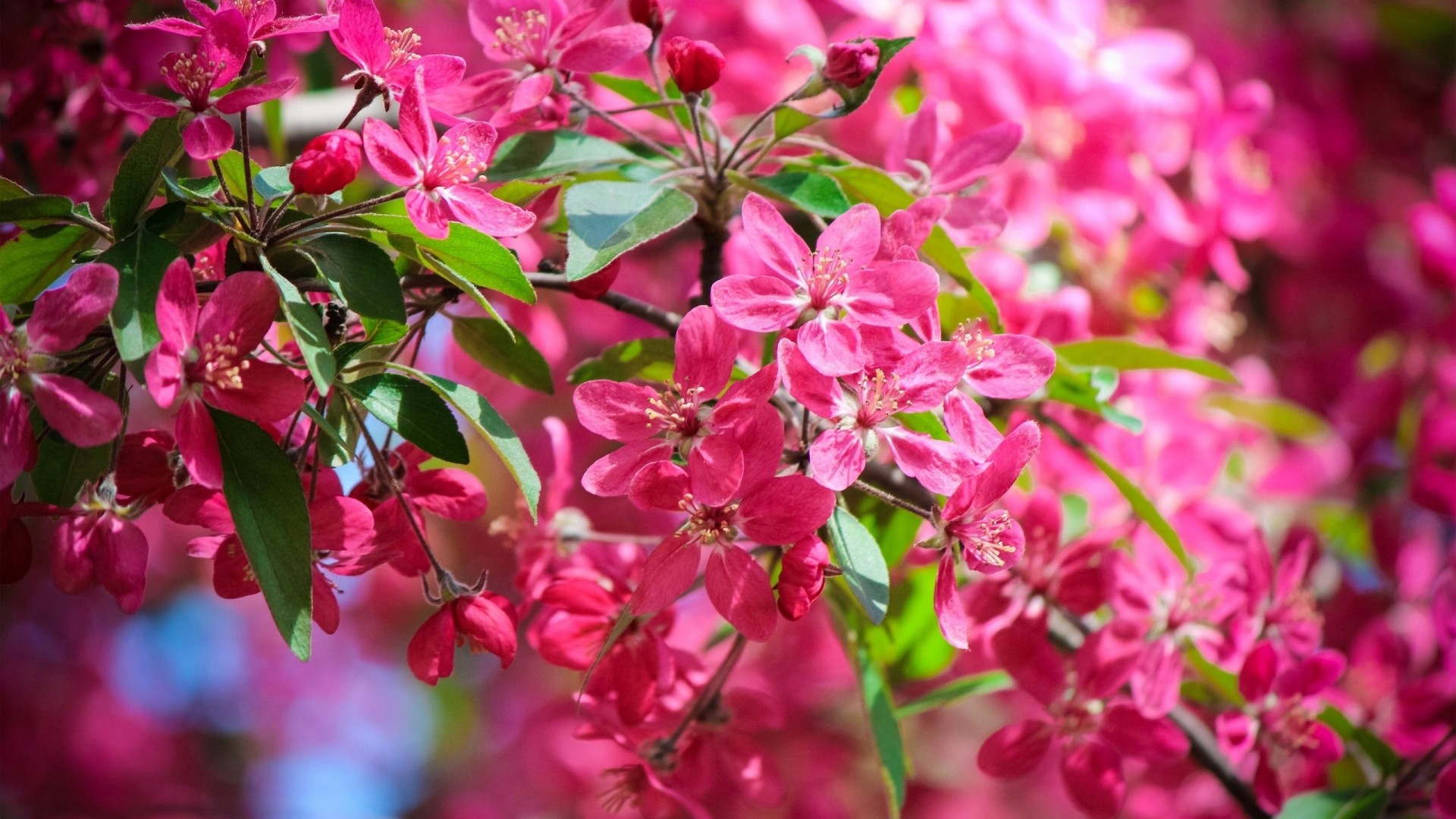 sol verano flores