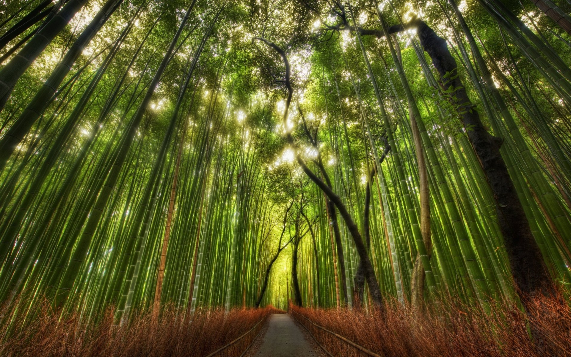 china bamboo grove path