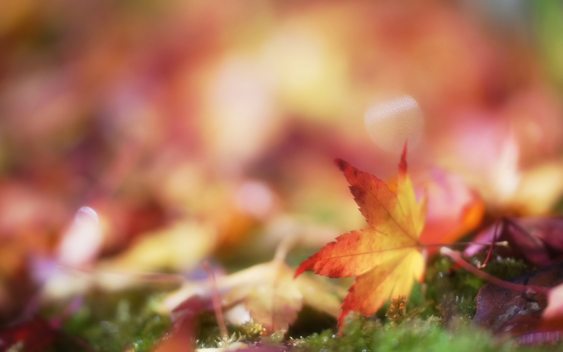 foglia sfocatura muschio foglie bokeh autunno