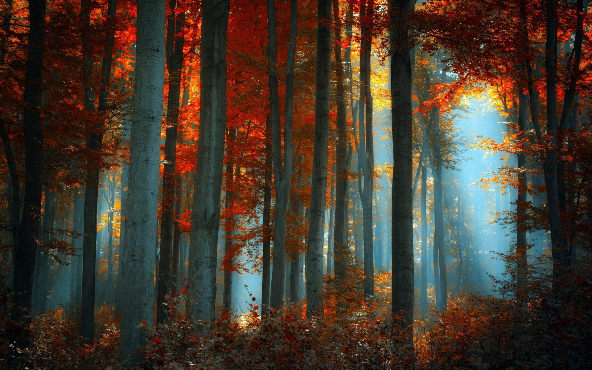 forêt nature paysage