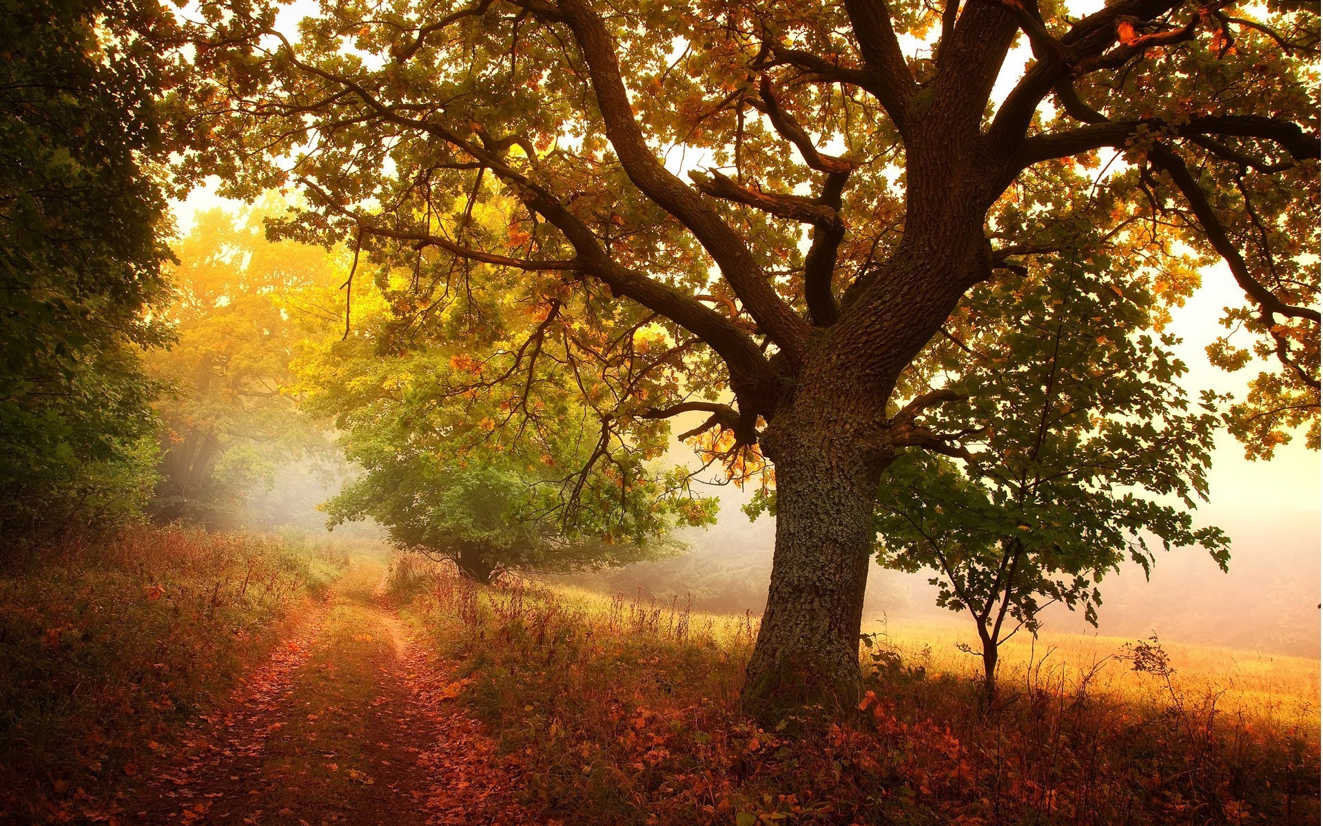 baum natur wald straße hain herbst fußweg