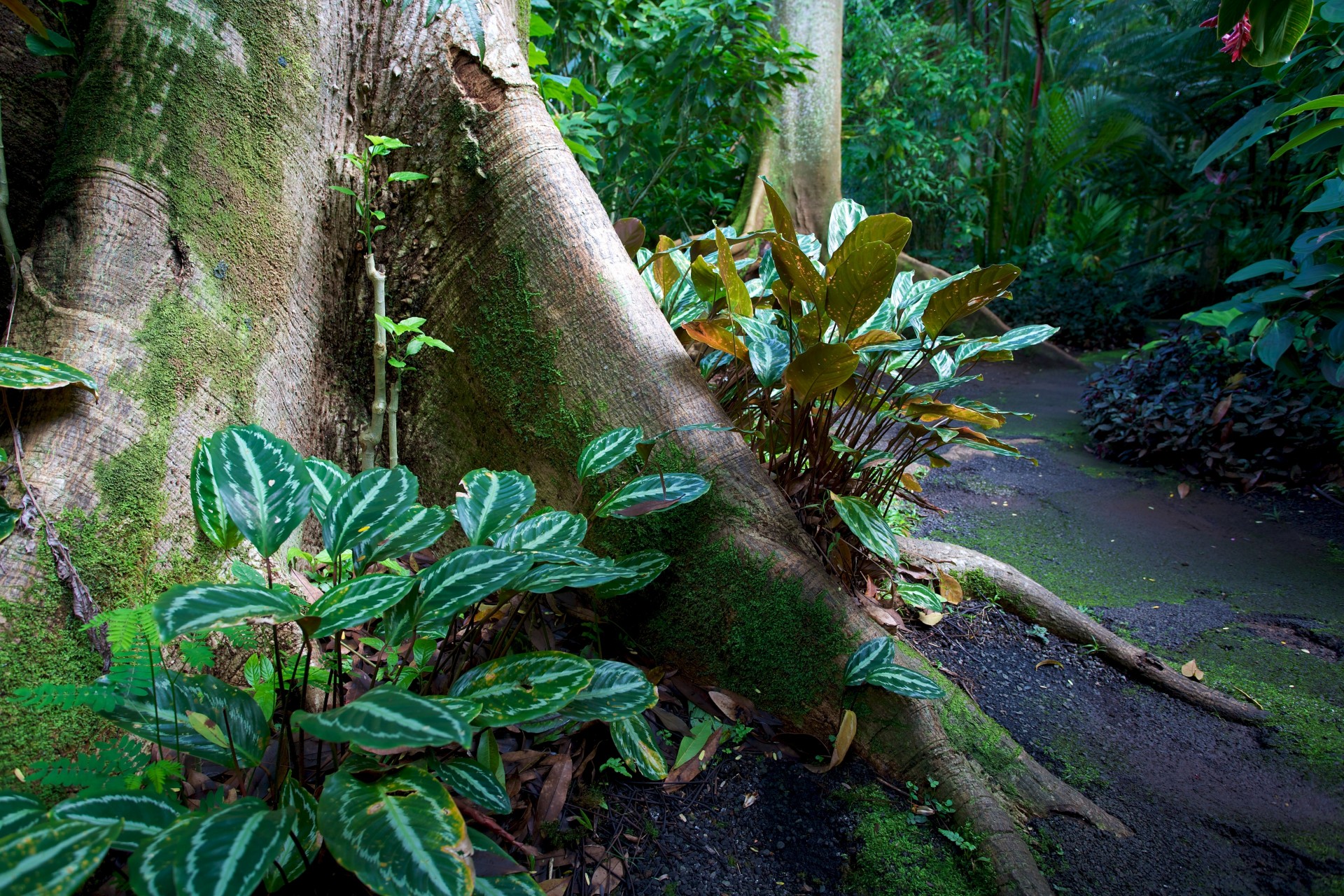 hawaii jardín naturaleza