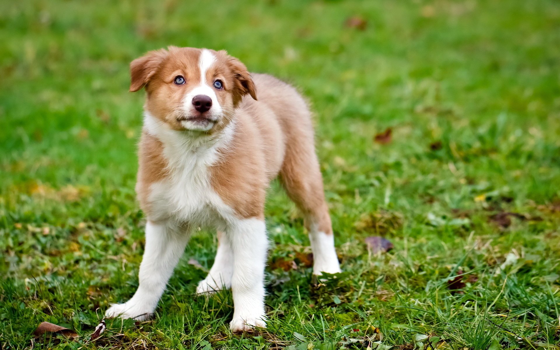 hund welpe hintergrund