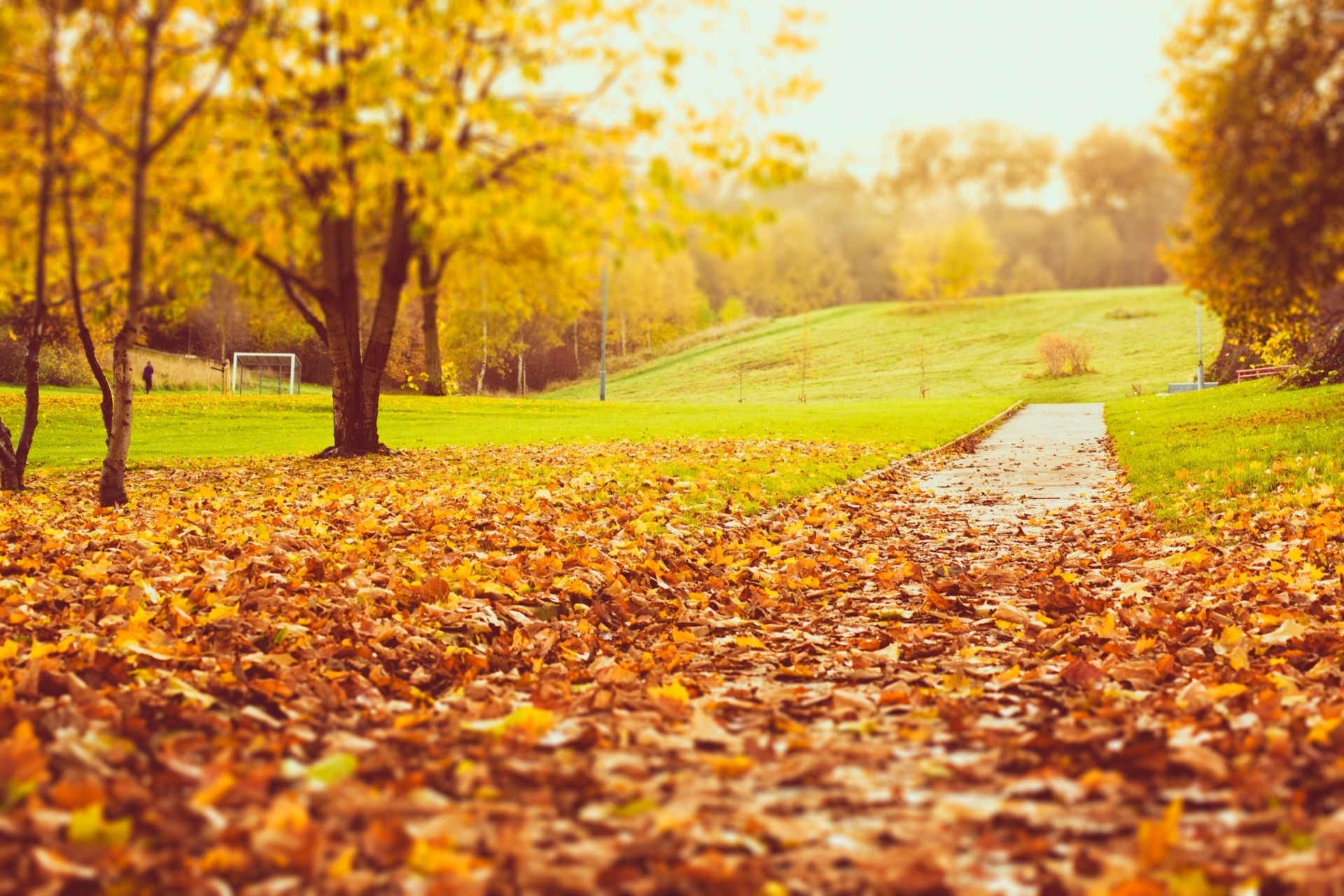 feuille automne arbres parc nature