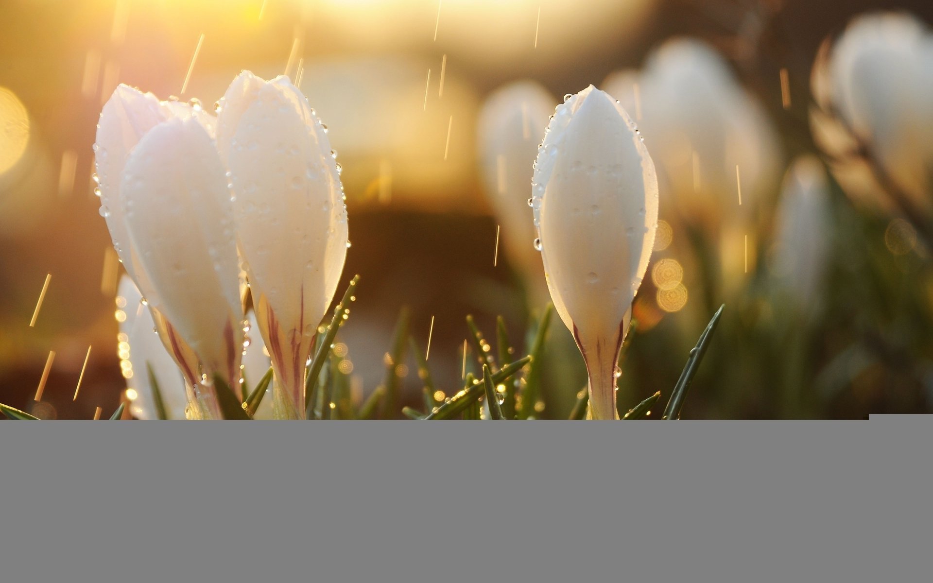 blendung knospen sonne blumen tropfen