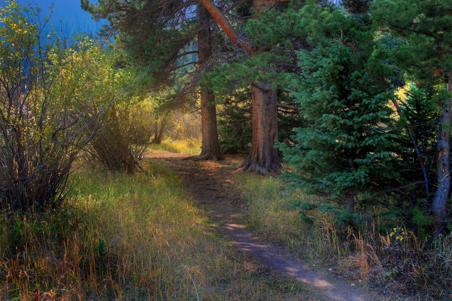 bäume landschaft wald wanderweg