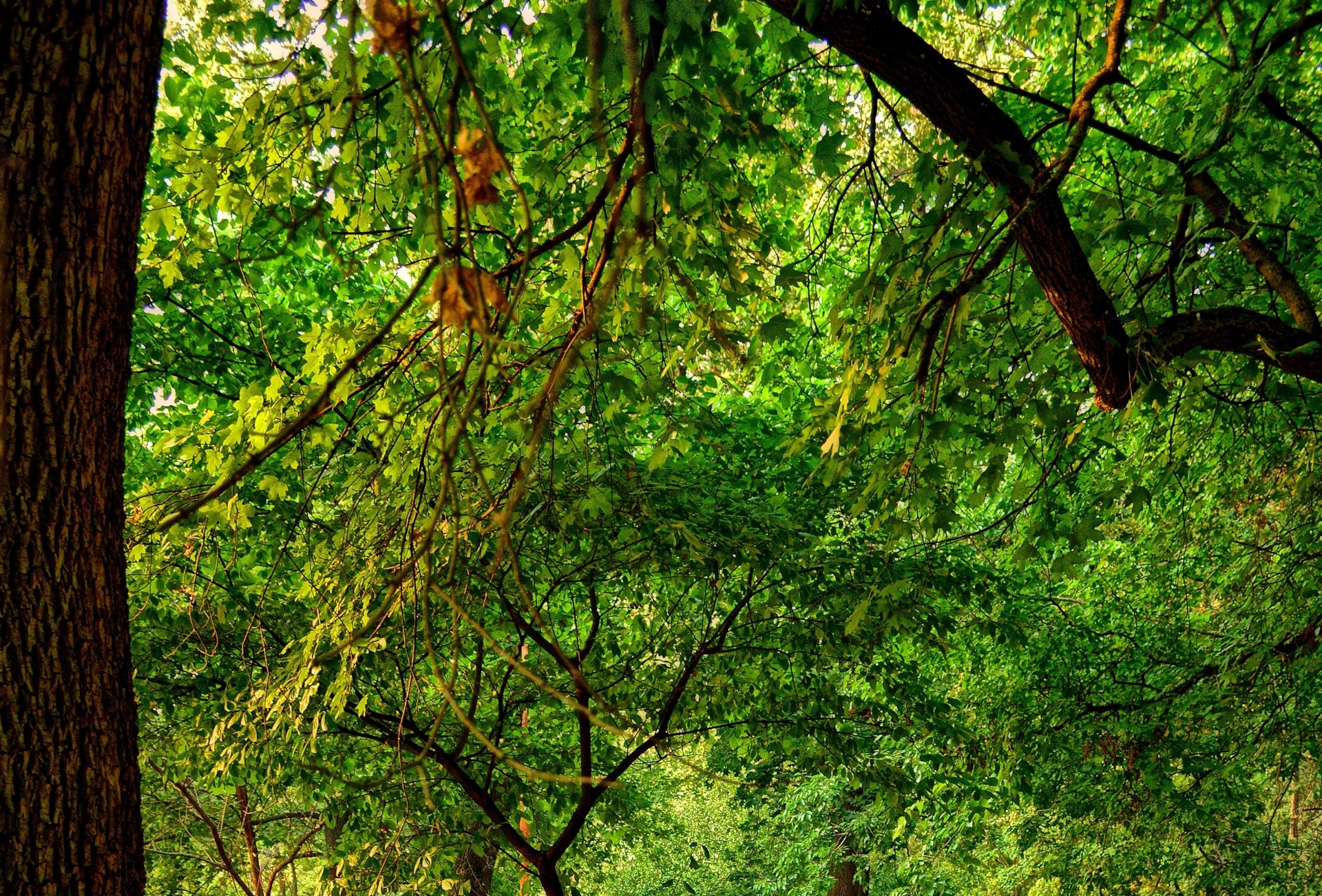 hoja naturaleza ramas árbol