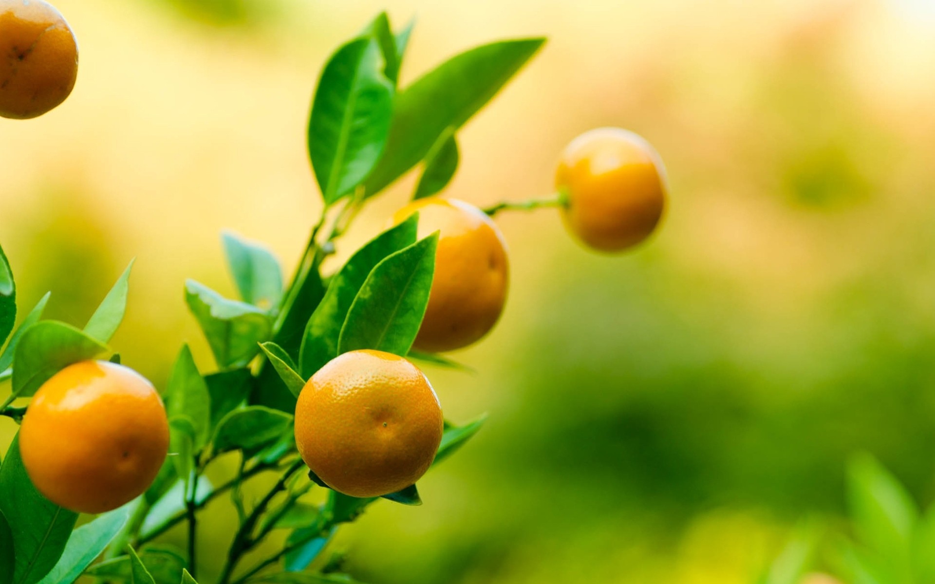 hoja mandarinas mandarina rama fruta