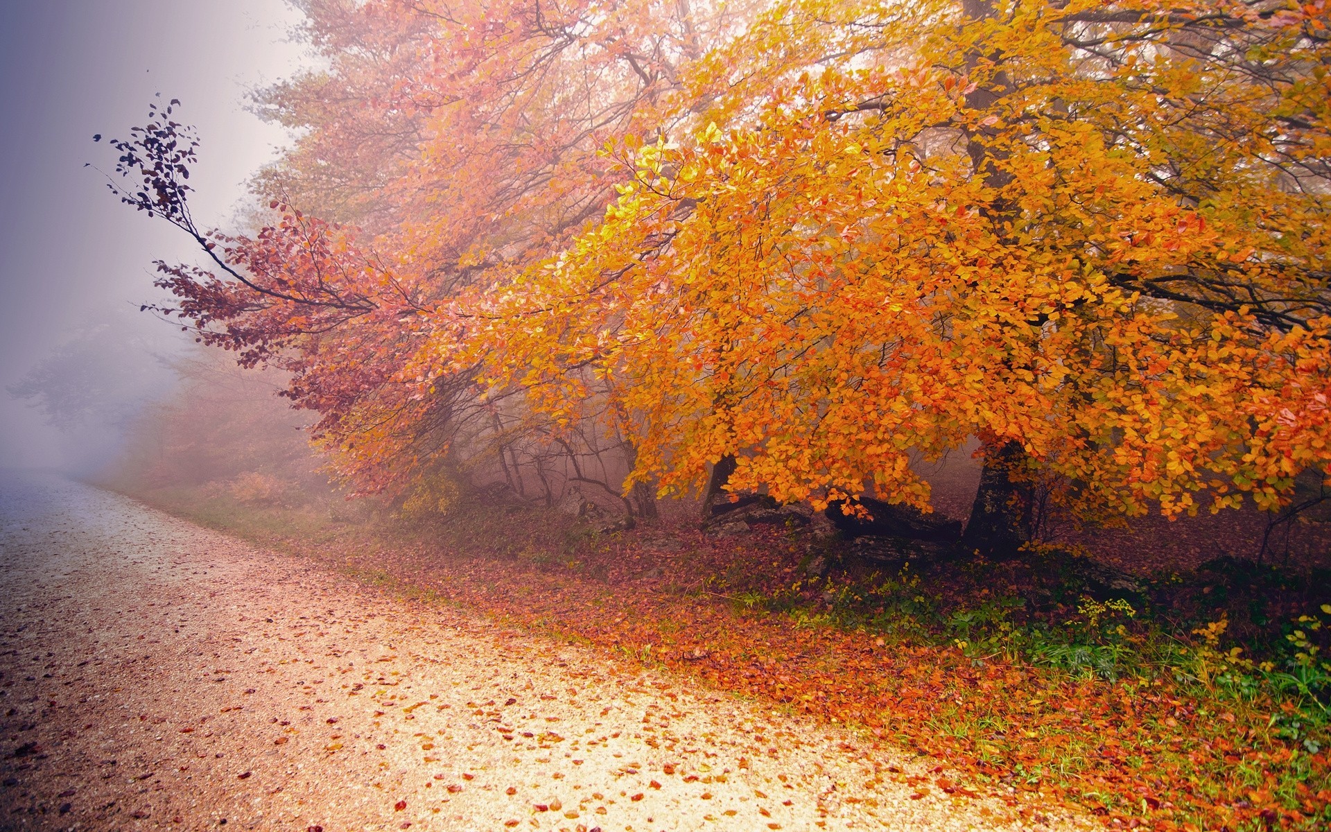 foglia stagioni alberi nebbia strada autunno