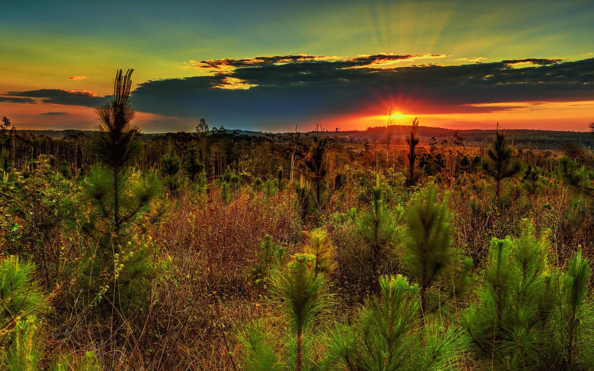 paysage coucher de soleil nature arbres collines ciel plantes pins champ