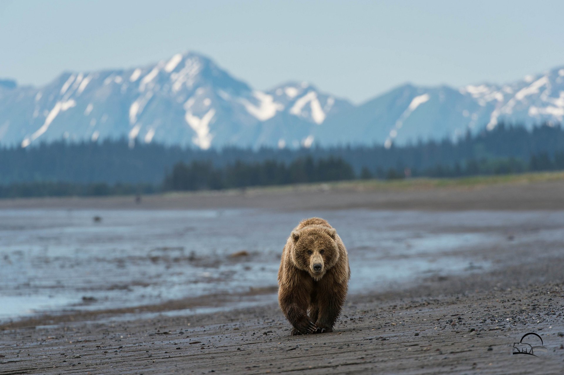 miś góry alaska plaża miś