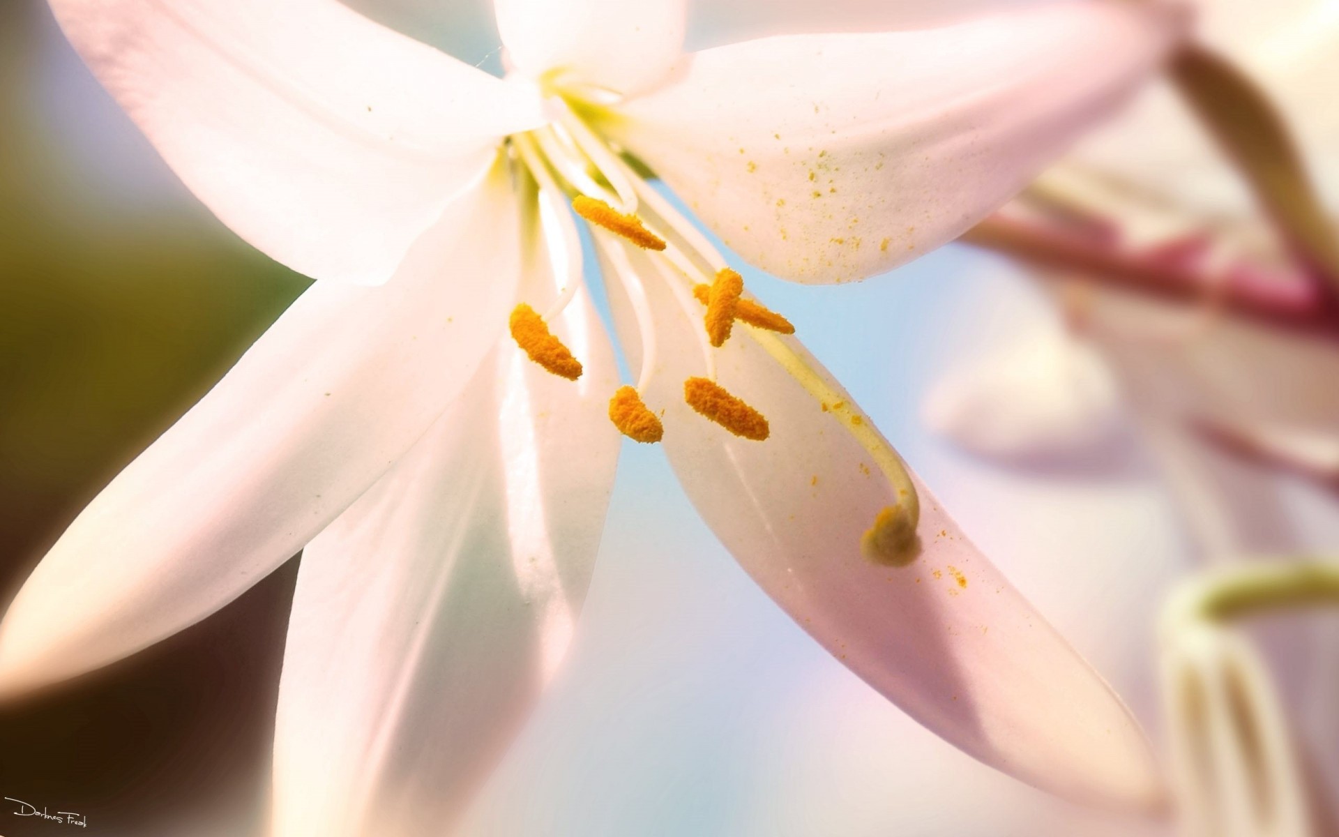 macro flor verano