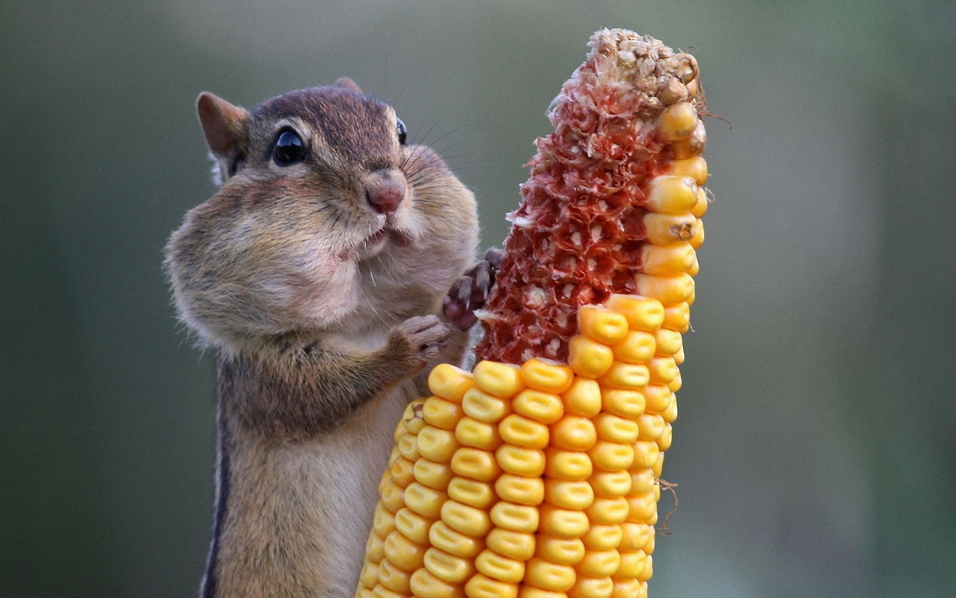 chipmunk with corn seriou