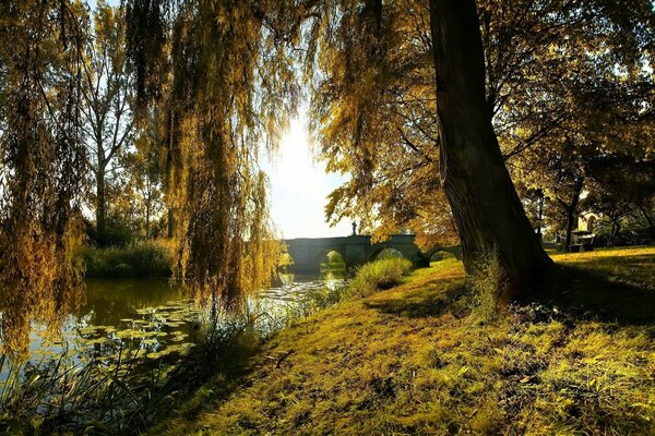 Río en el hermoso bosque de otoño