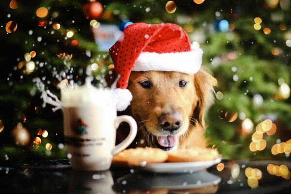 A puppy in a New Year s hat celebrates the holiday