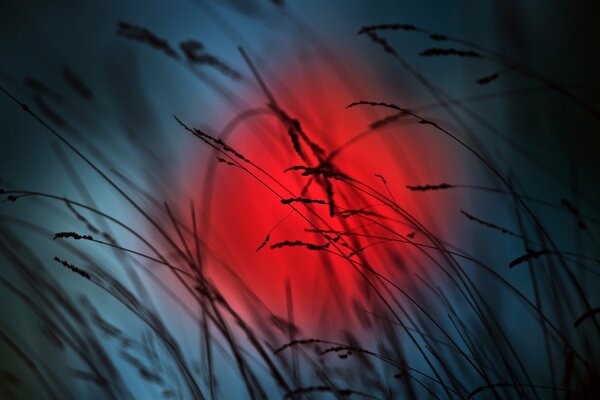 Herbe sur fond de nature dans la nuit