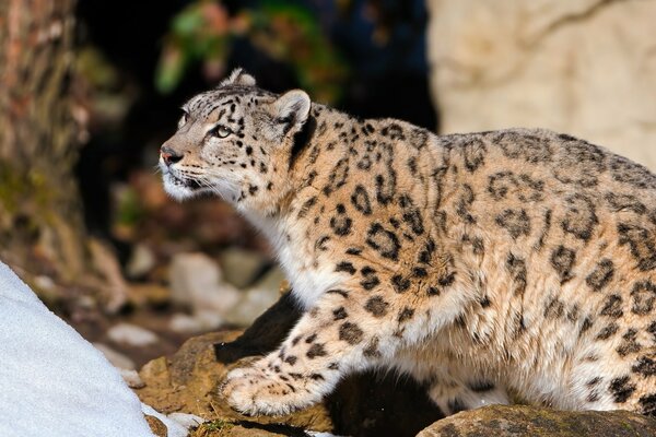 Leopardo de las Nieves congelado en las rocas