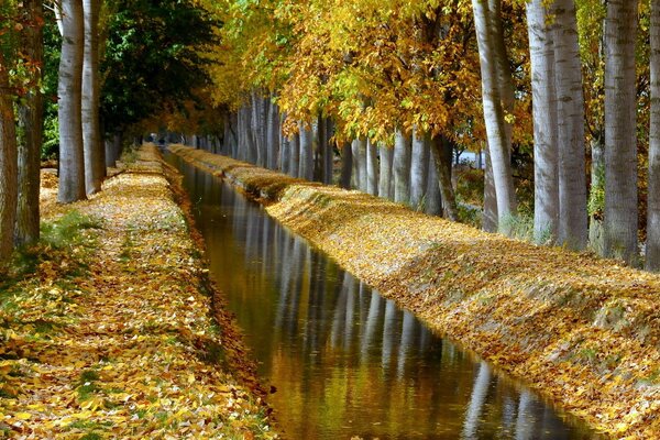 Ein ruhiger Ort in der Natur. gelbe Herbstbäume