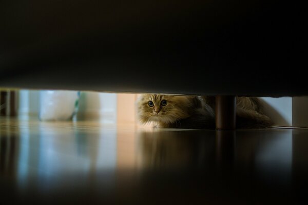 Pelzige Katze guckt unter das Sofa