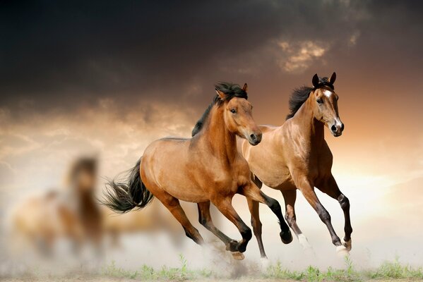 Course de chevaux dans les nuages sur l herbe