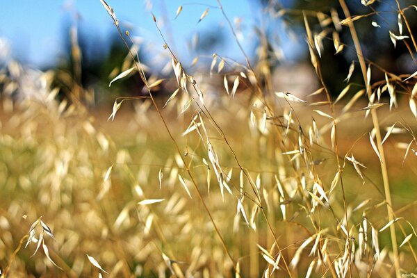 Schöne Ährchen auf dem Feld im Makro-Stil