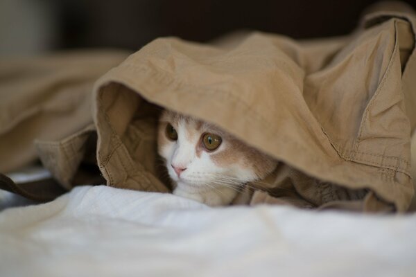 Gatito se escondió en la ropa y observa