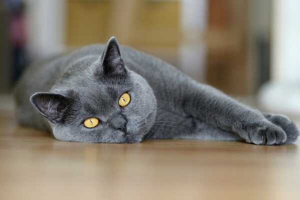 Graue Katze close-up mit Augen liegt