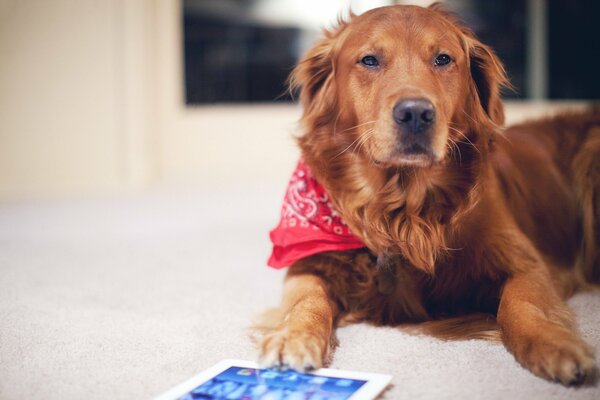 Ein roter Hund im roten Schal spielt mit einem planesht