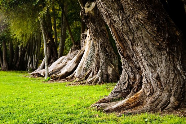 Árboles gigantes crecen y hierba verde en el claro