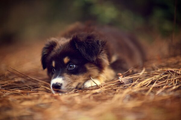 Chiot de berger australien caché dans l herbe sèche