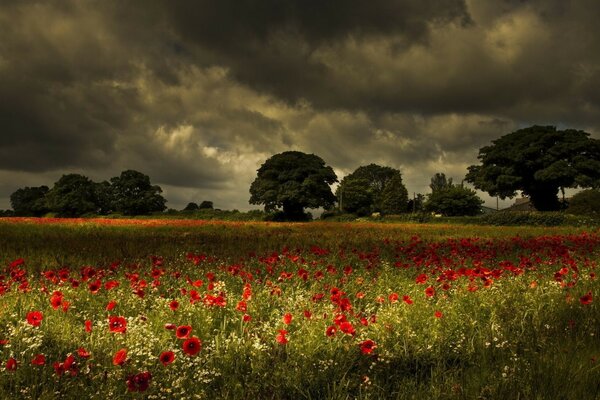 Ein Feld mit Mohnblumen. Wolken. Landschaft