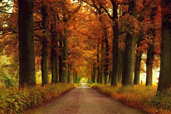 Callejón de otoño. Camino entre los árboles de otoño