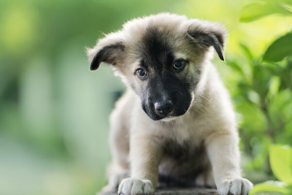 Chiot léger avec museau noir sur fond de feuillage vert