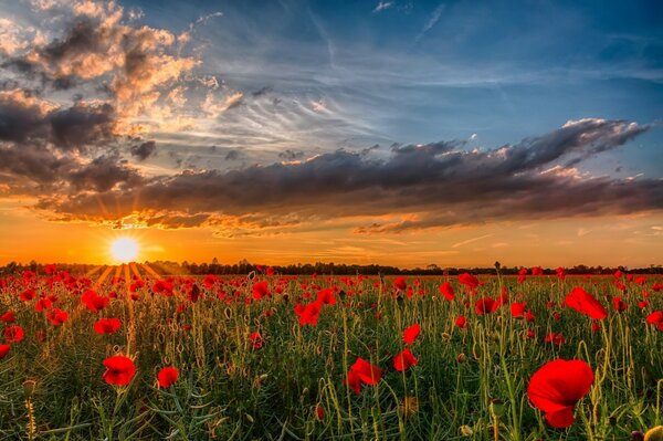 Campo de amapola al atardecer-belleza infinita