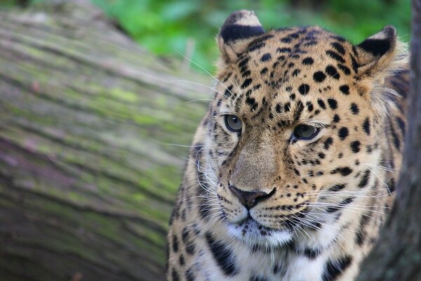 Leopardo con un bel muso e macchie baffuti