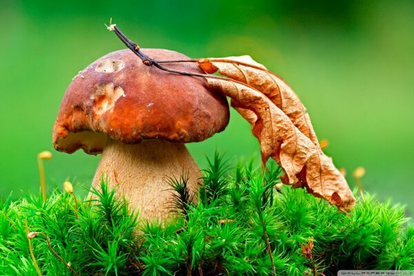 White mushroom with a leaf on a green background