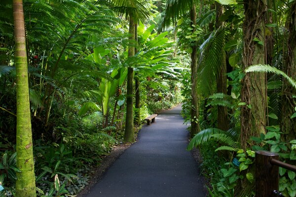 Nature. Up to now in the tropical garden