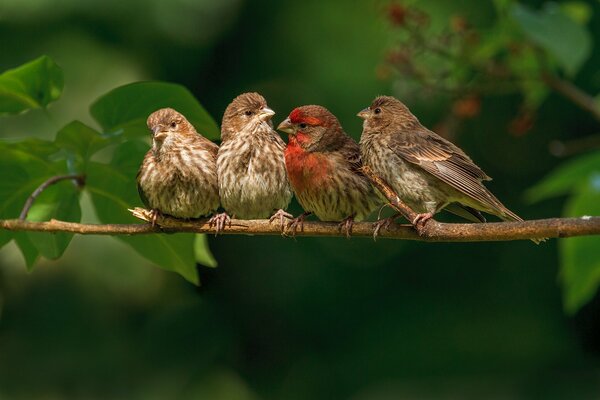 A family of Finches gathered on a branch