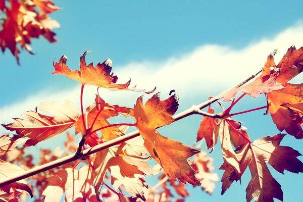 A branch with red leaves on a blue sky background