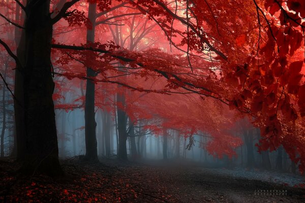 Bäume Wald Nebel rosa