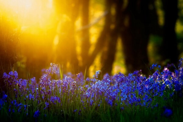 Bright lights and flowers