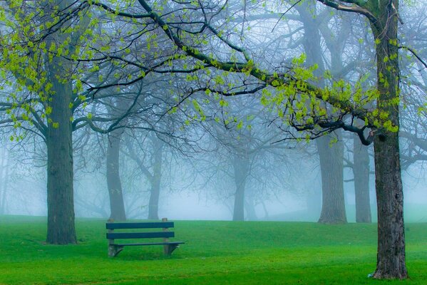 The park is in a fog. A bench in the spring park