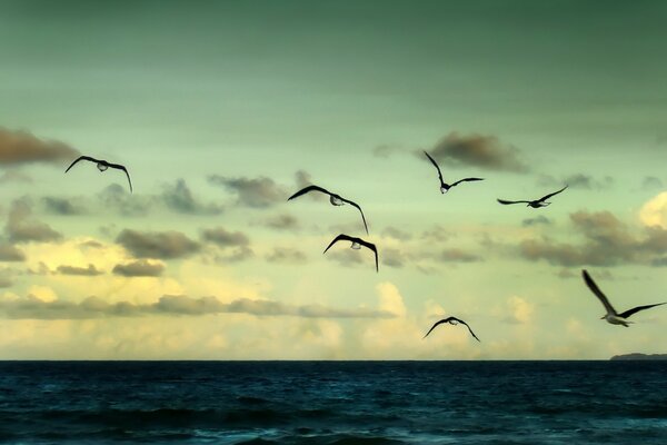 MOUETTES AU-DESSUS DE L EAU BEAU PAYSAGE