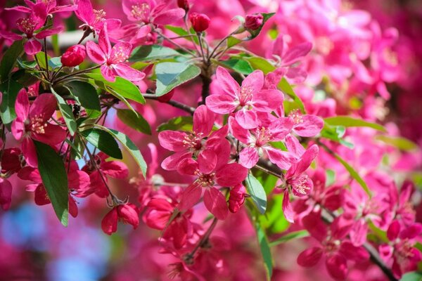 Branche fleurie-esthétique rose juteuse