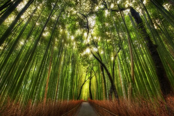 Sentier dans le bosquet de bambous