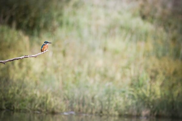 Kleiner Vogel auf einem Ast über dem Fluss