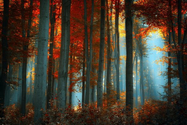 Foresta autunnale luminosa con raggi di sole