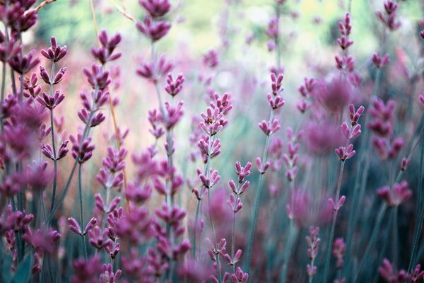 Nature in summer. Lavender field