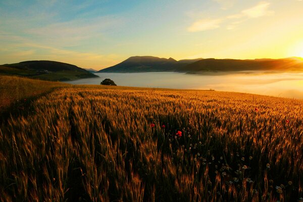 Paysage de coucher de soleil sur un champ de fleurs